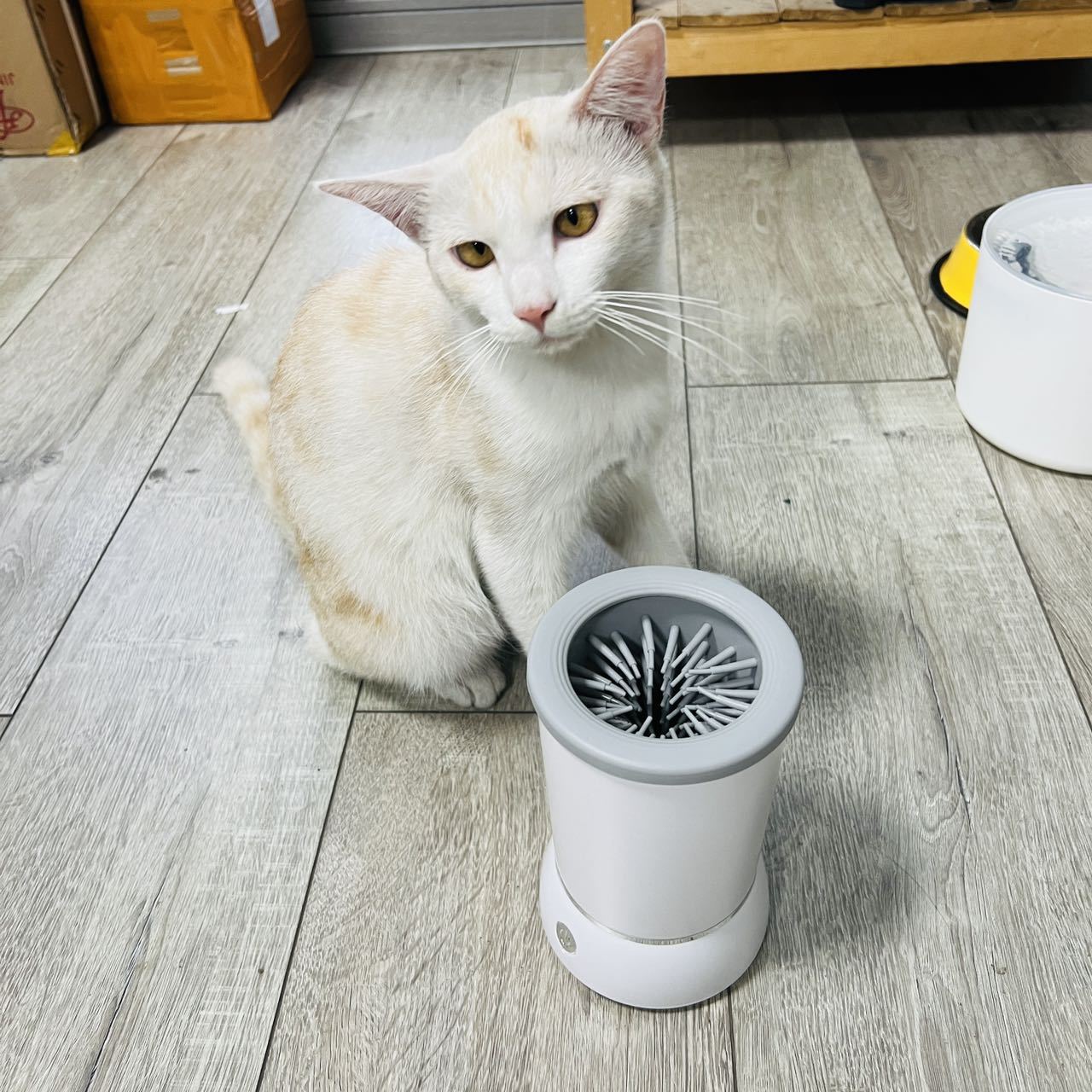 Automatic Pet Paw Cleaner Cup, - Dog Paw Cleaner ulasan dan harga