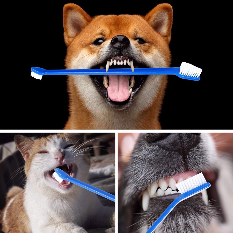 AB66-Dog Oral Hygiene Tool- 60 - Dog Paw Cleaner ulasan dan harga